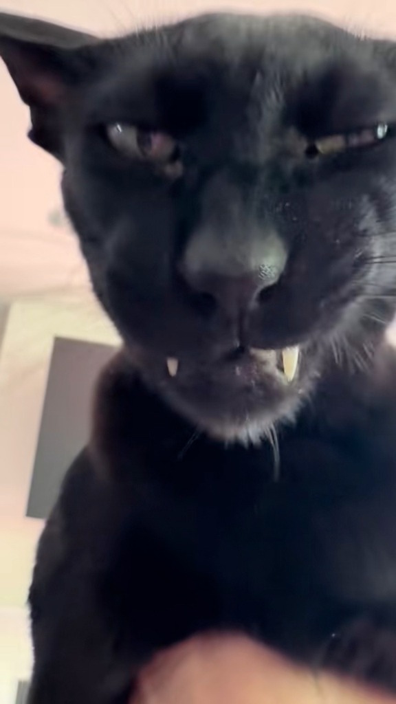 Evil Larry tasted something funky! #fyp #larry | Hobbikats