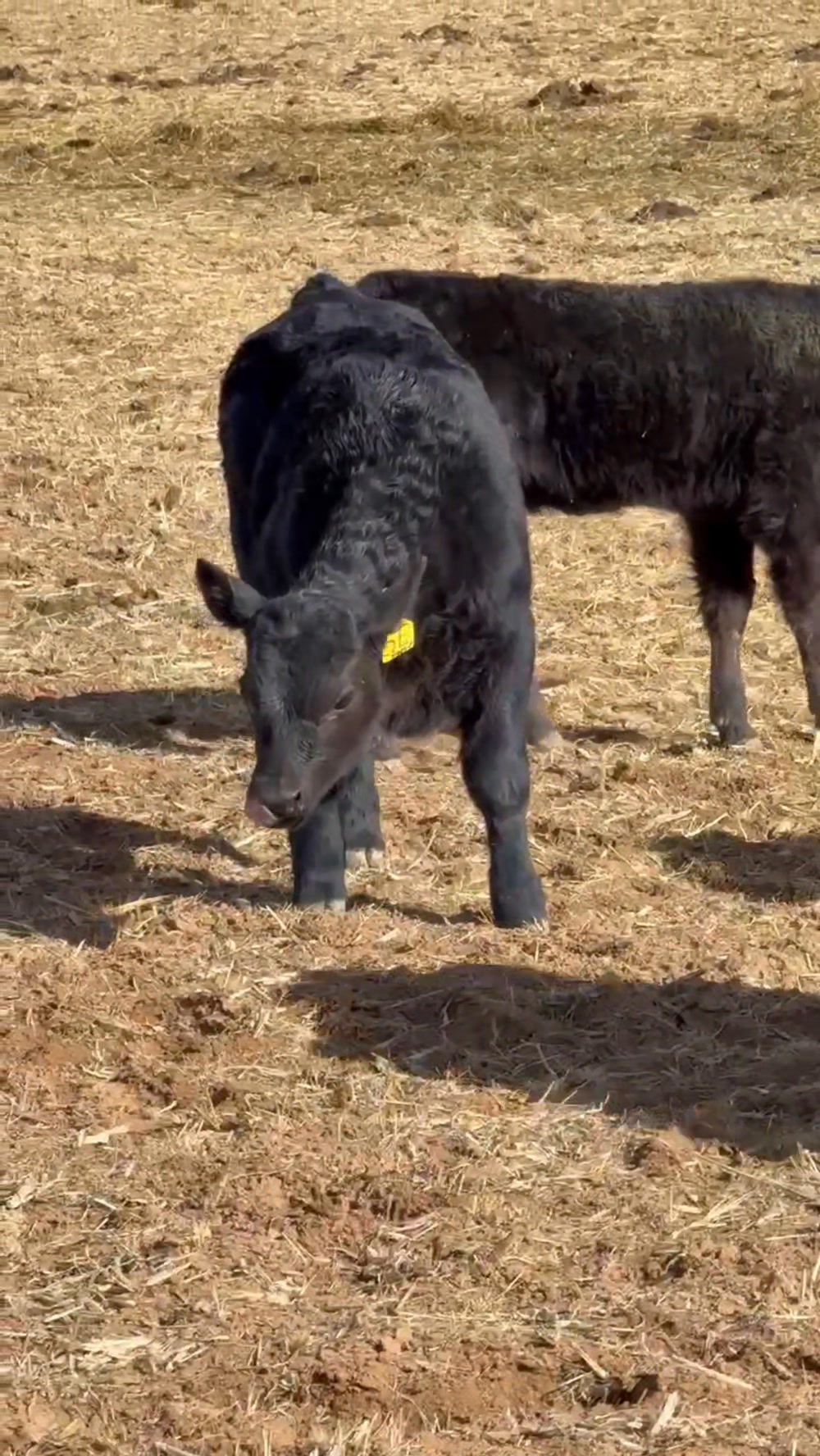 4M Black Angus Ranch | Roosevelt UT