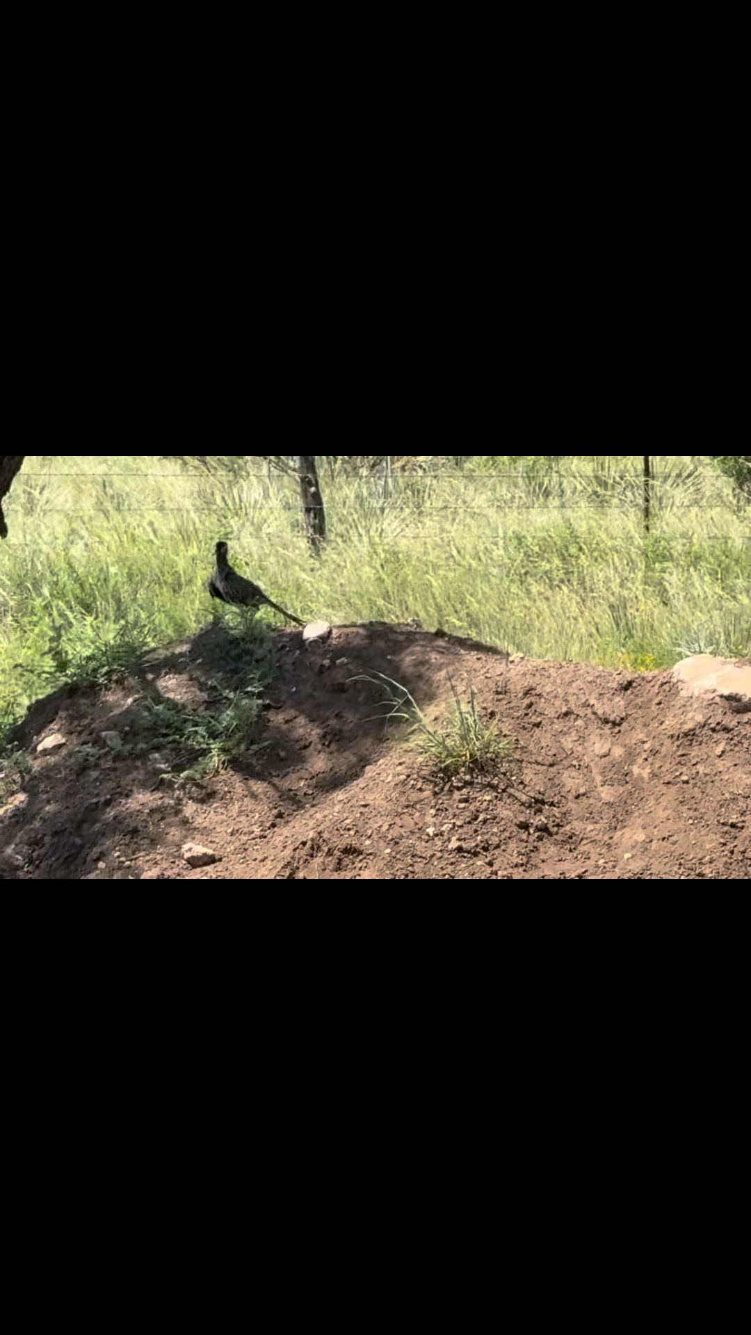 Runnels county Texas roadrunner (Chaparral) cooling in on a dirt