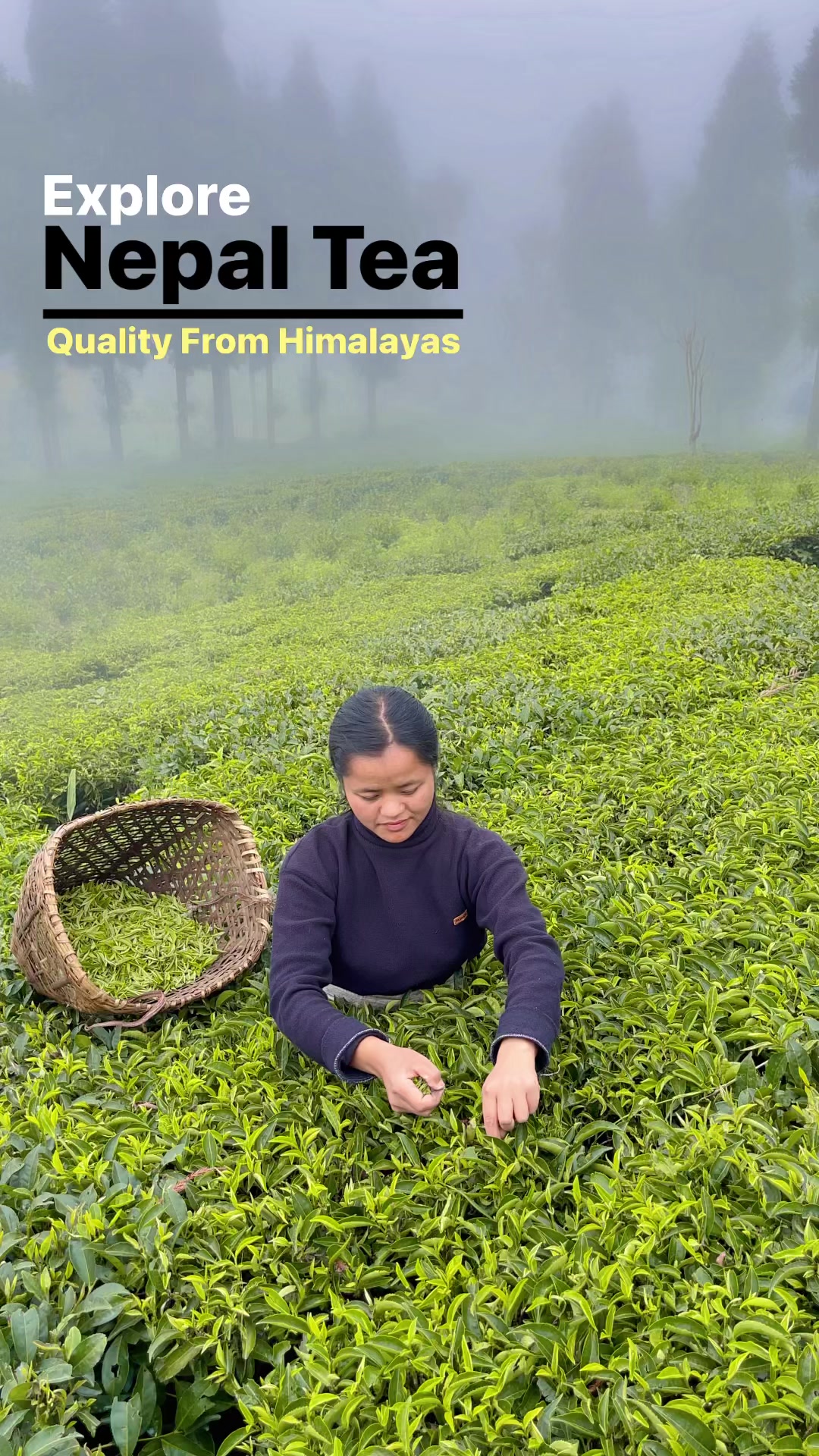 ILAM TEA HOUSE | Ilam