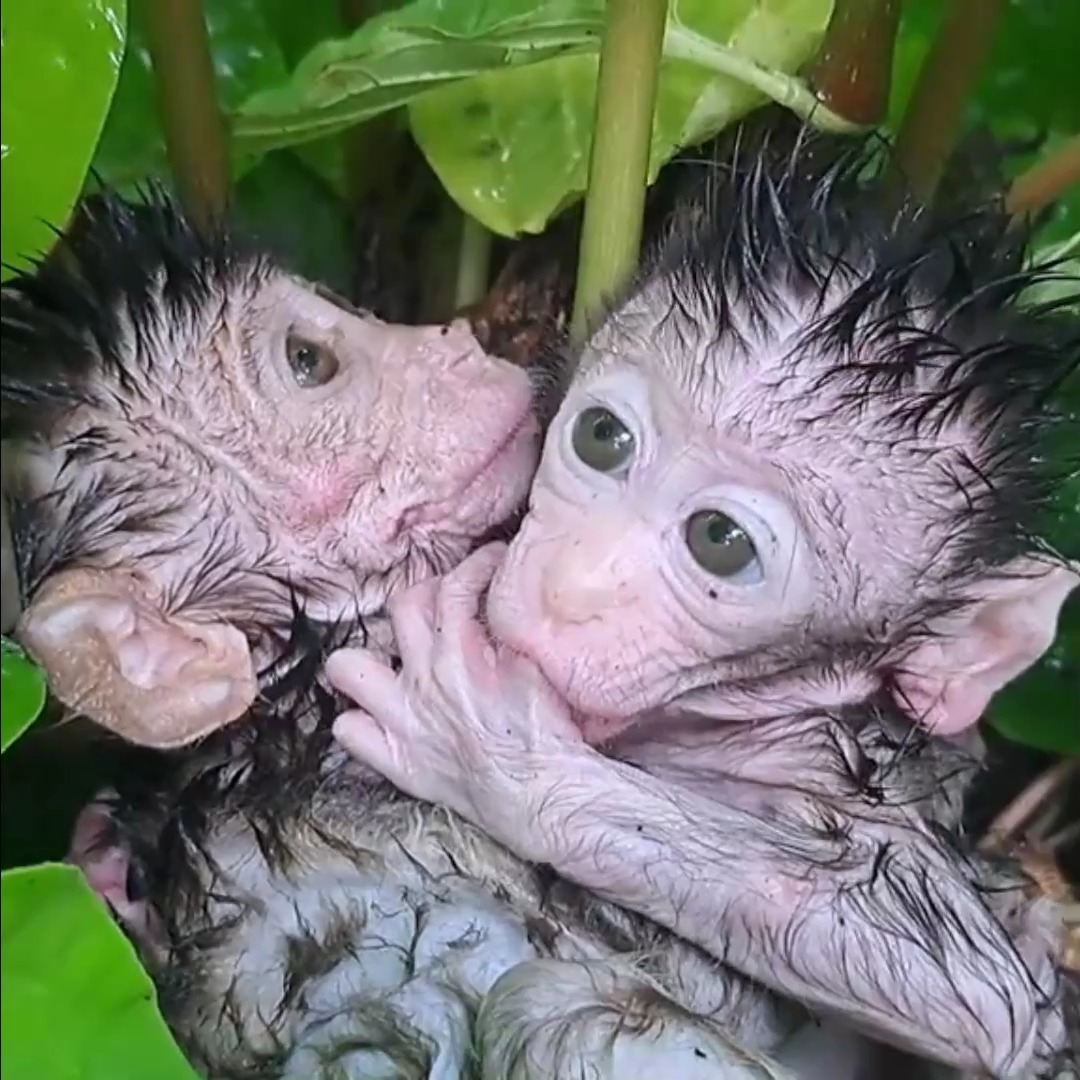Breaking heart! So Pitiful Poor baby monkey got stuck in rain drop was ...
