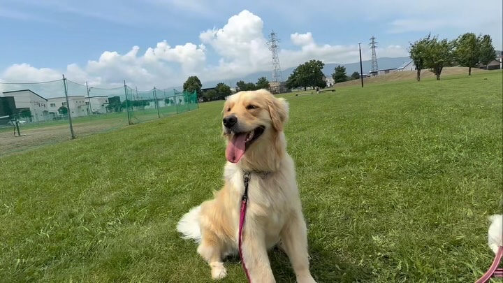 FUNNY - DOG | Yoichi-gun Hokkaido