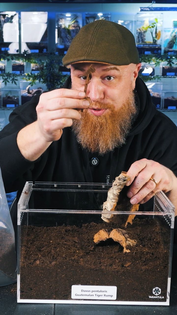 Building a BIOACTIVE enclosure for my Davus pentaloris using Royal Soil ...