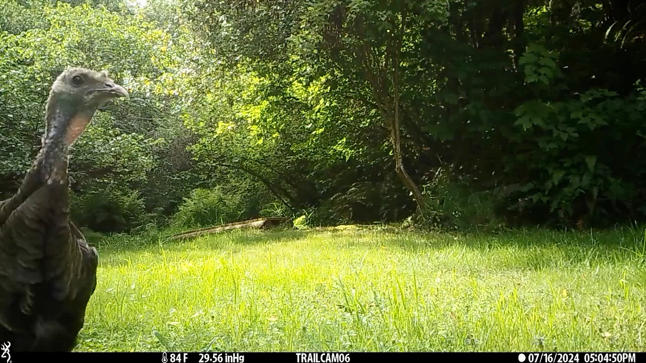 How crazy is this!?The 2025 Trailcampro Video Contest Winner! Check out ...