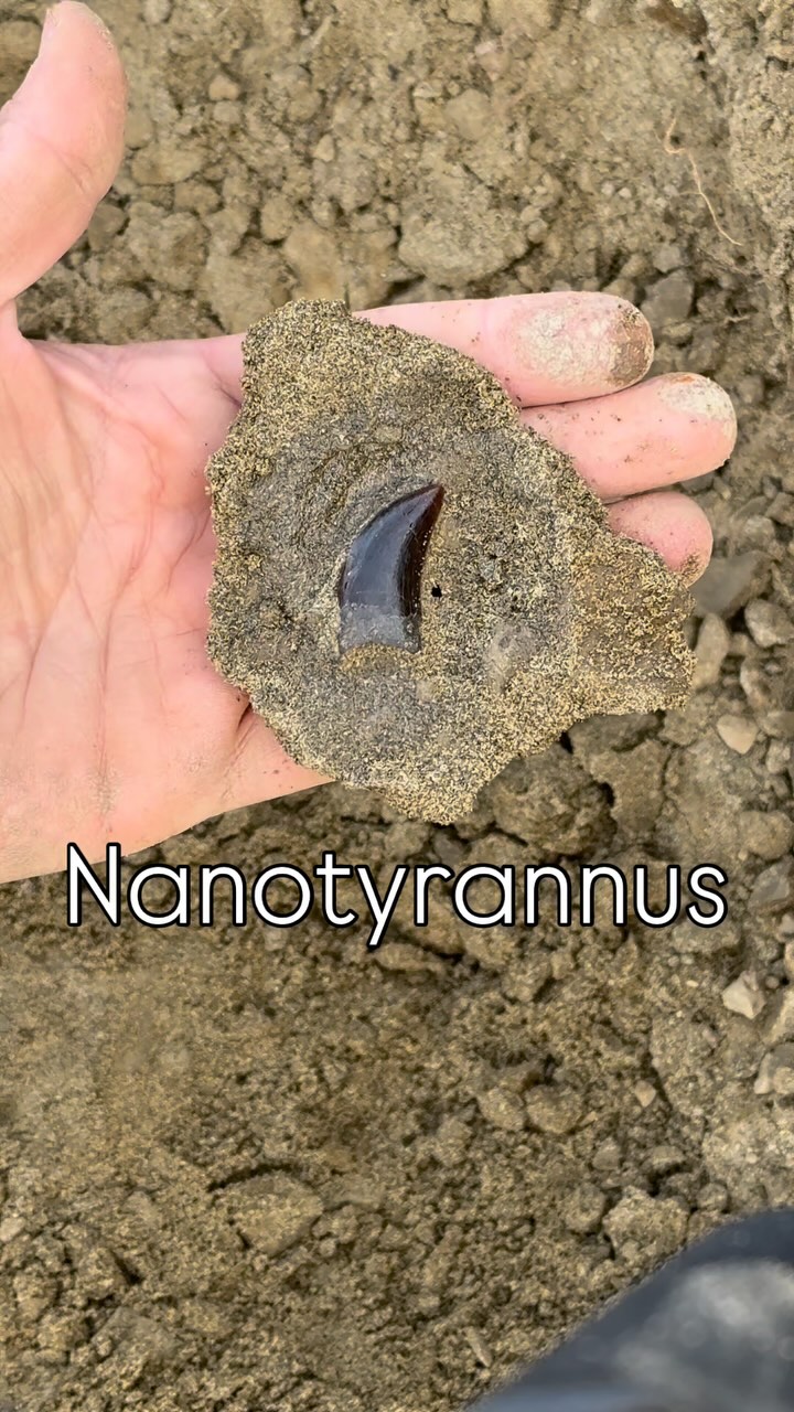 Some more footage of our trip to Wyoming to dig for dinosaur fossils in ...