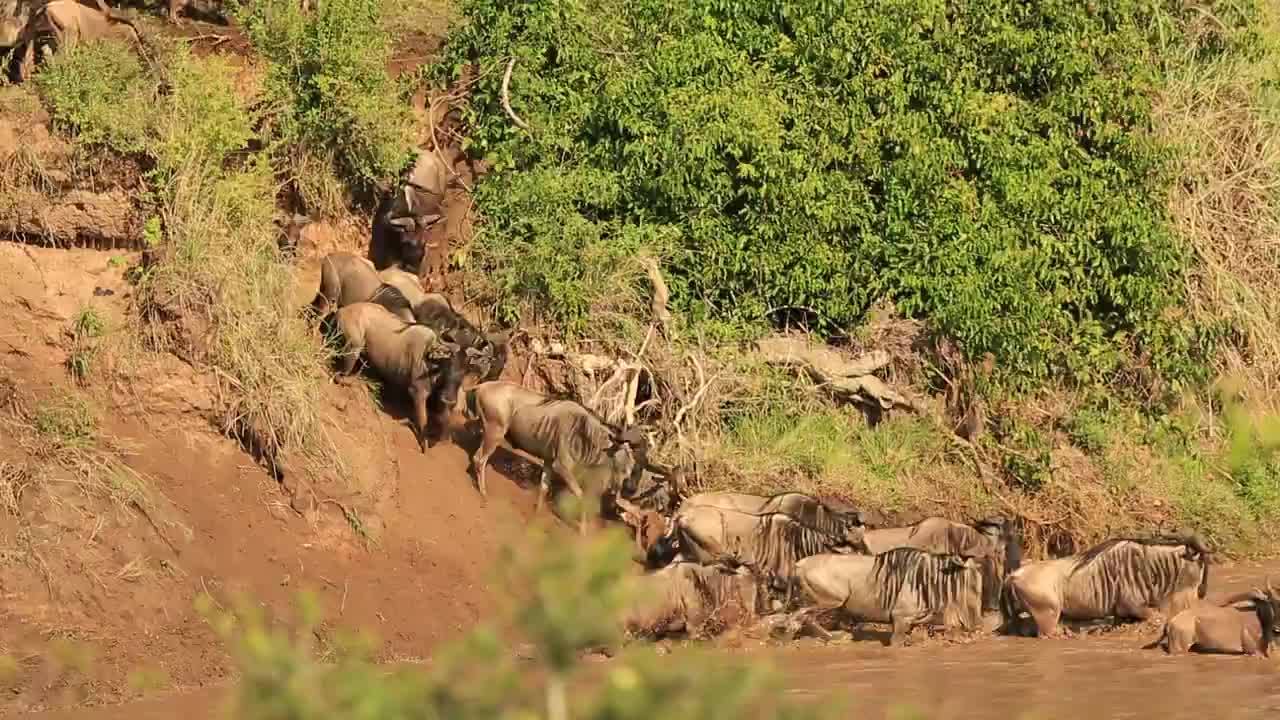The Great Migration - one of the most spectacular, yearly ritual that I ...