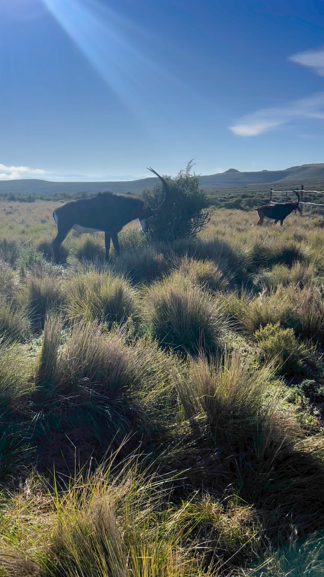 De Rust Game Farm | Graaff-Reinet