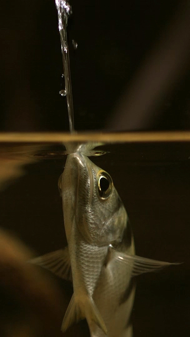The archerfish is a truly exceptional hunter. Not only can these ...