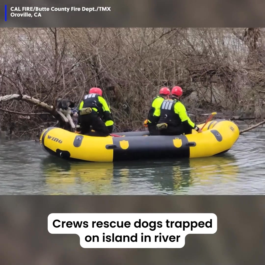 Great job! Crews rescued two dogs that were trapped on an island in a ...
