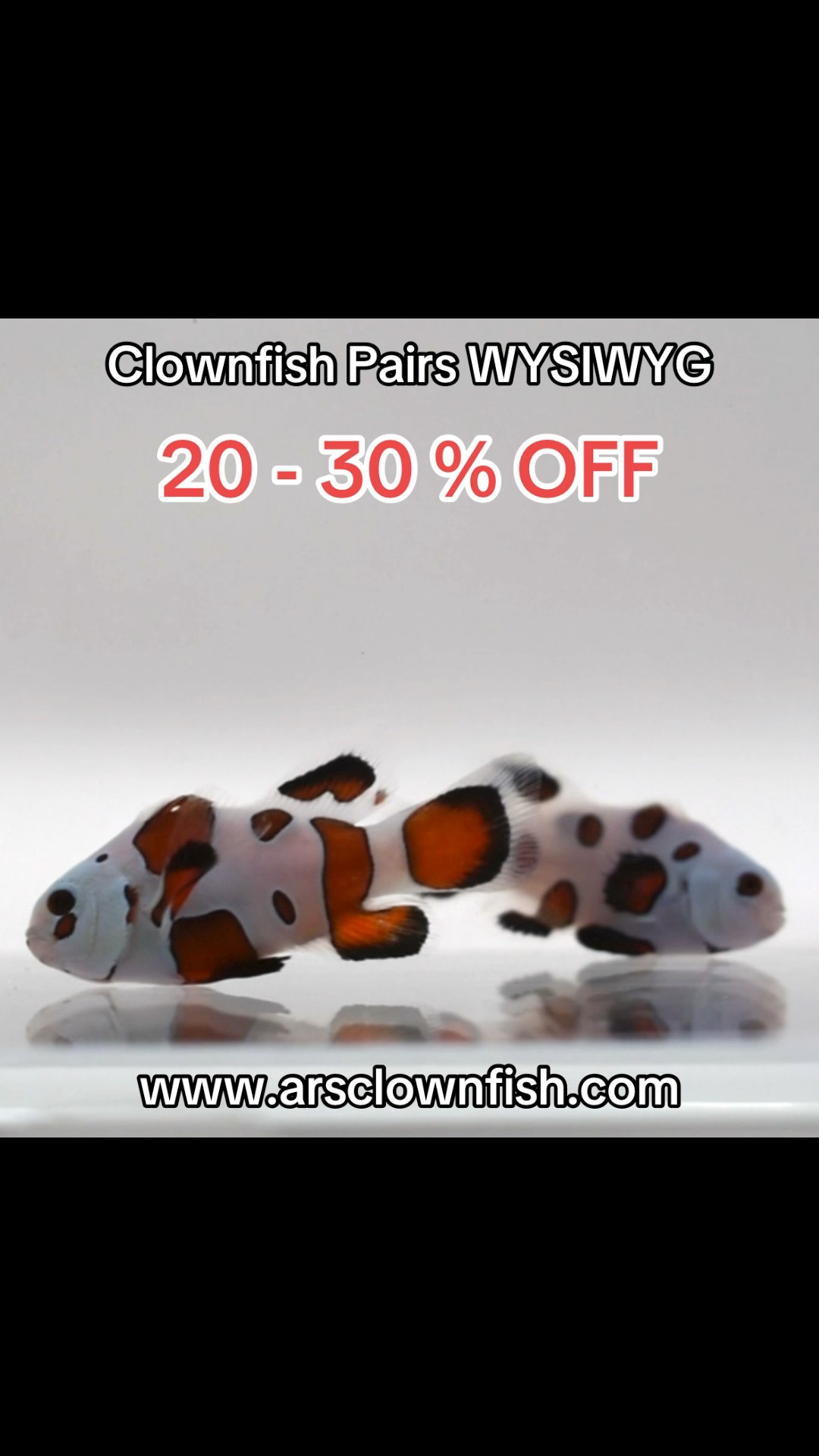 ARS Clownfish