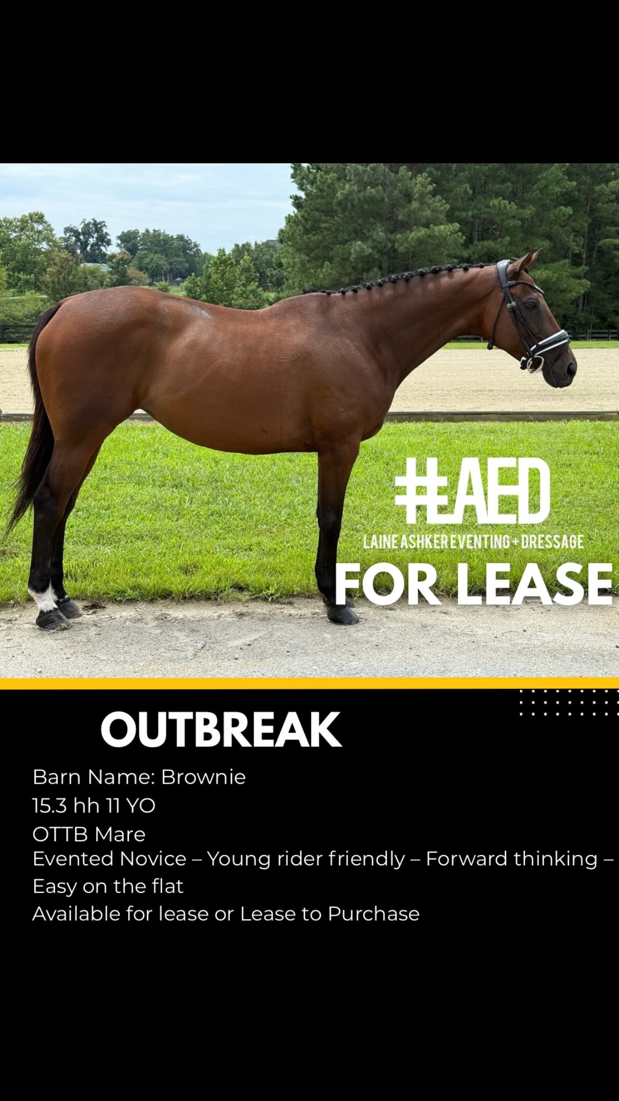 Outbreak (AKA Brownie) is a 15.3h 2014 OTTB mare with loads of