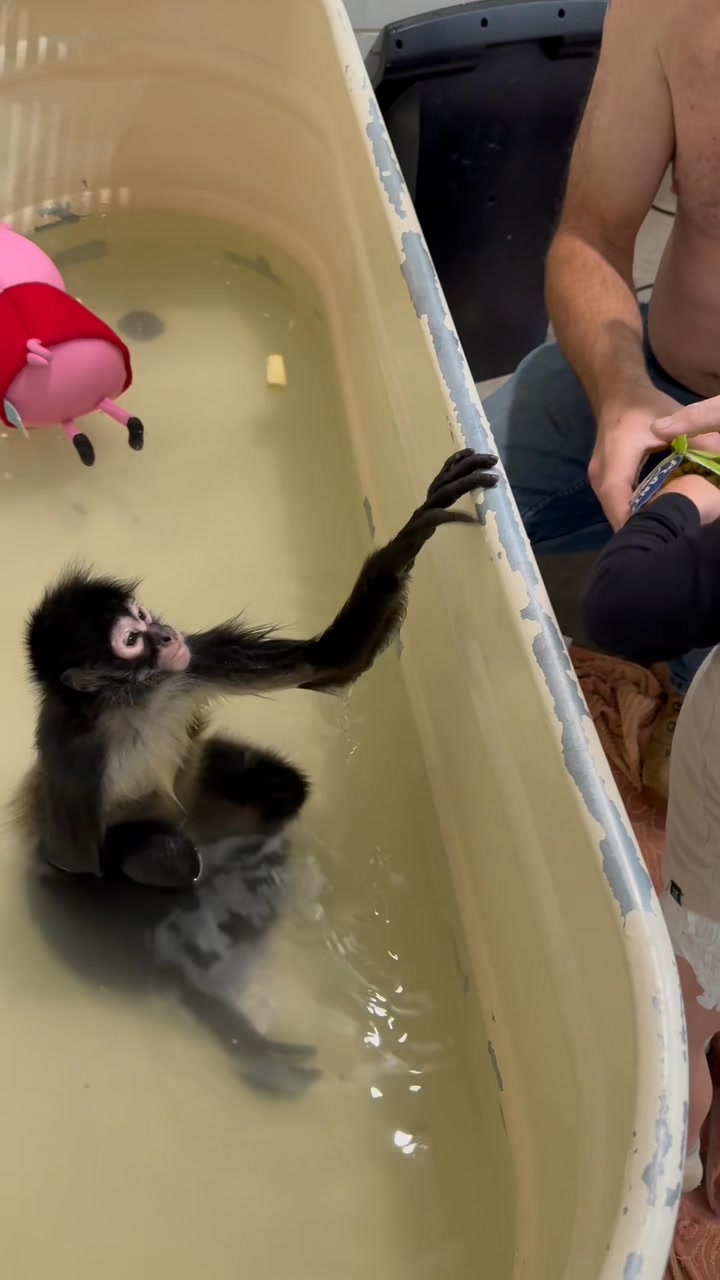 Today was bath day for all the monkeys. Half in this video and the ...