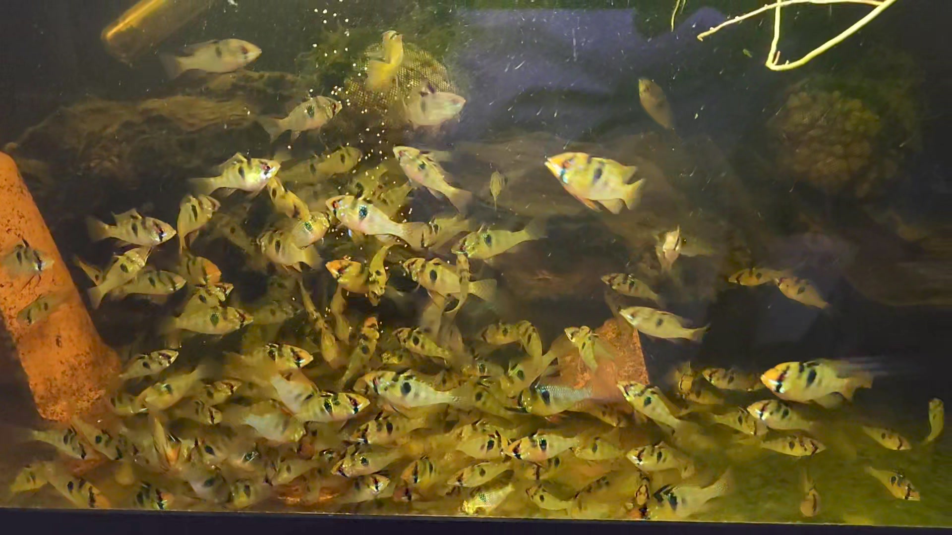 Fresh Water & aquarium fish | The Clouded Archerfish are gonna be ...