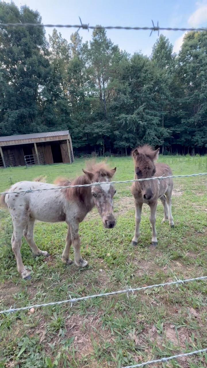 Our mini baby horse is finally coming around to the idea that