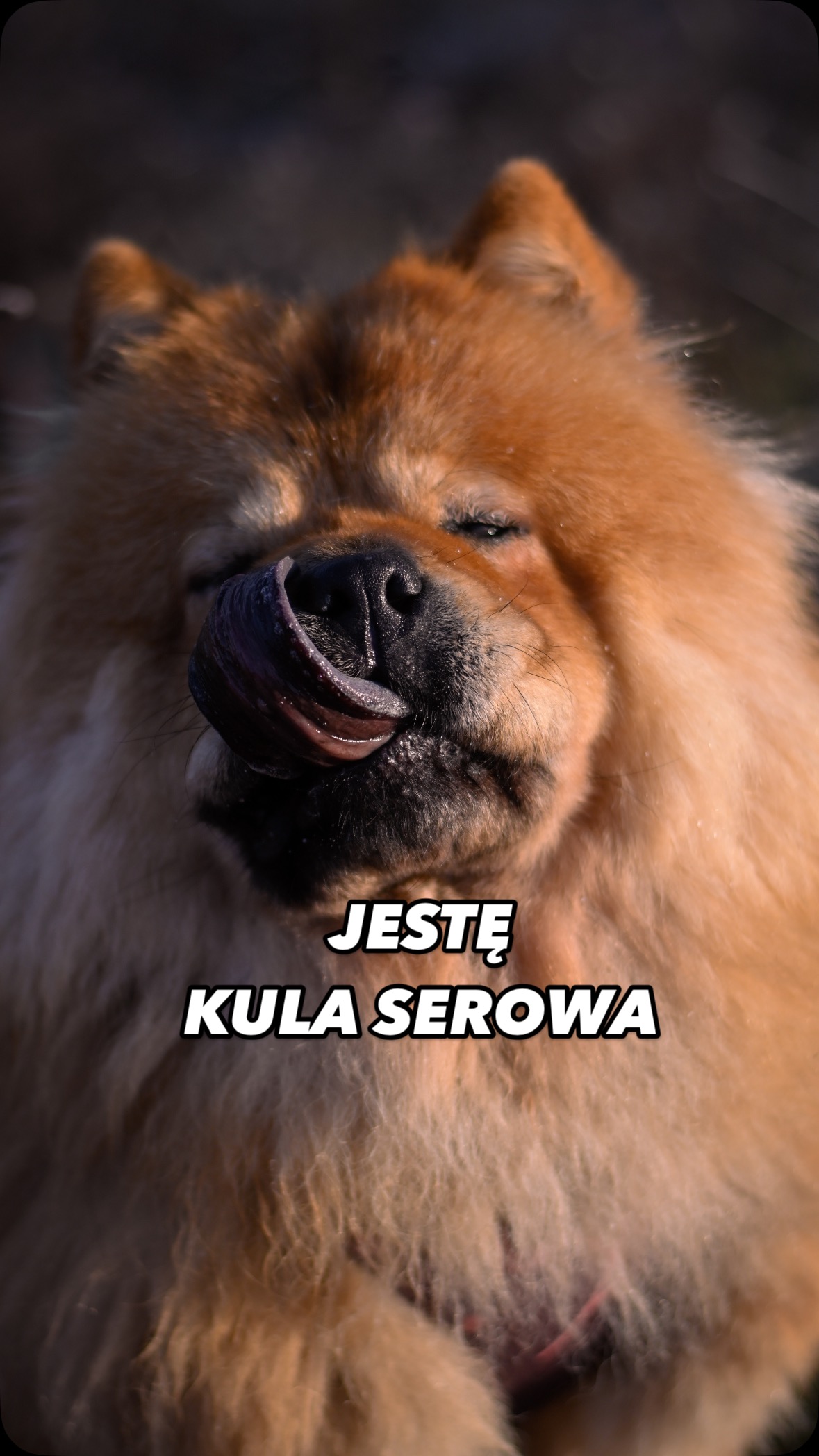 ona nie wie… #piesek #chowchow #pieseł #zabawne #heheszki #piesmem # ...