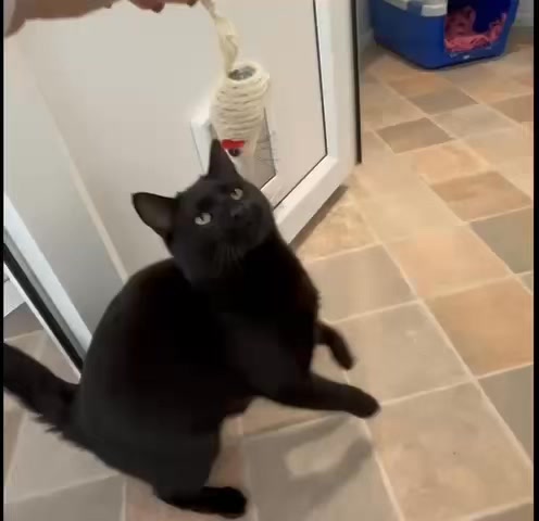 🐾 Adopt a Cat from Greenacres Rescue! 🐾 Our cattery is full of adorable ...
