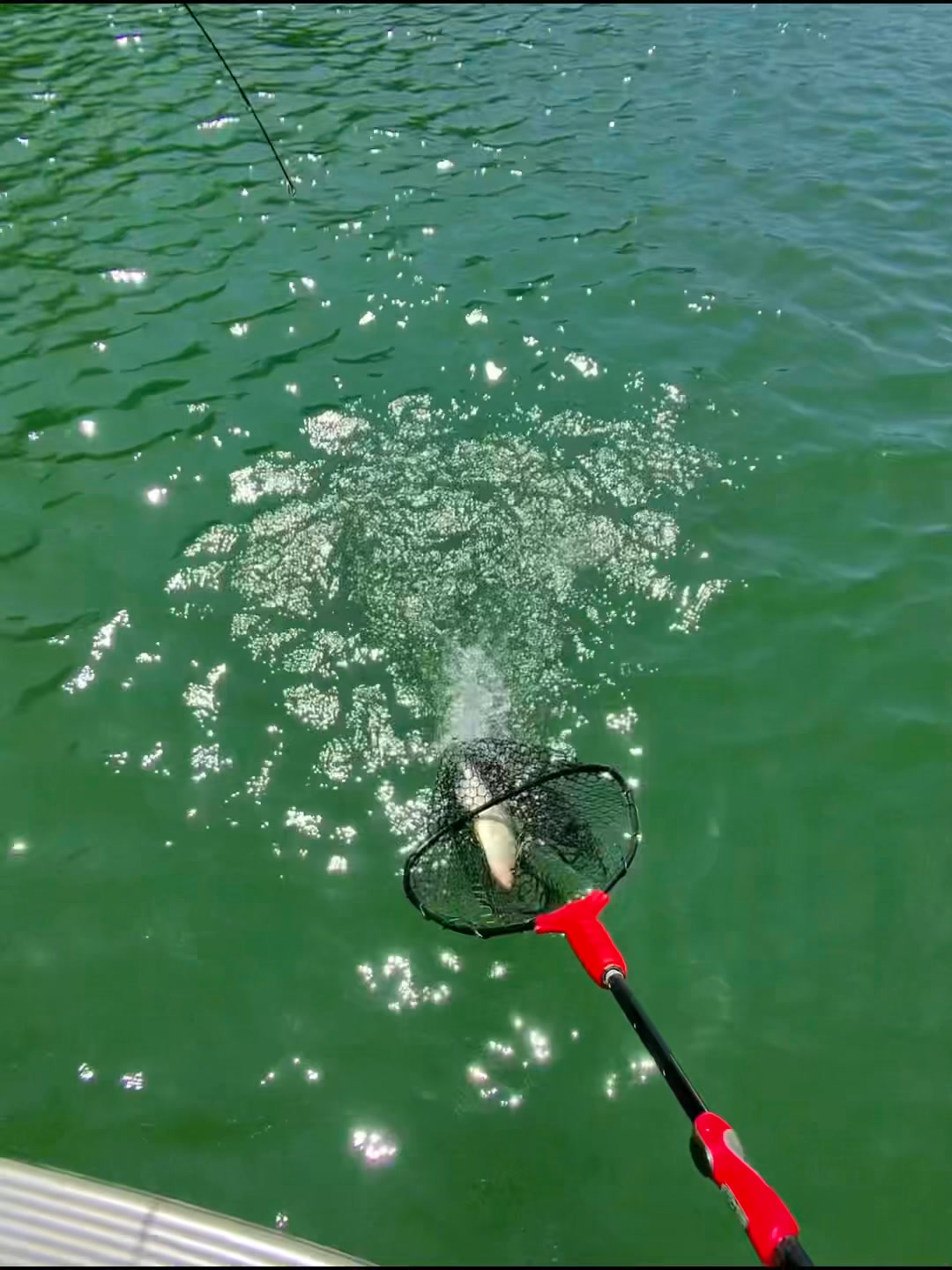b and m fishing net Promar Aluminum Heavy Duty Baitwell Optimized for freshwater fishing use Promar Aluminum Baitwell Net
