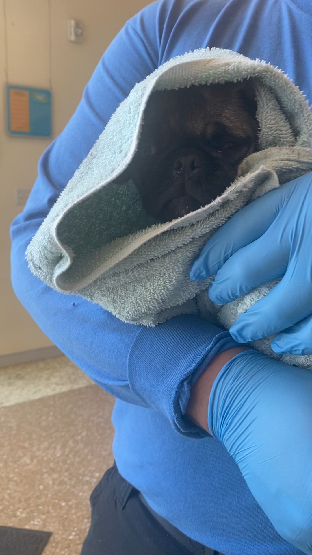 SHE IS SAFE. 🩷 WE GOT THE PUG PUPPY GIRL OUT OF THE SHELTER .. wrapped ...