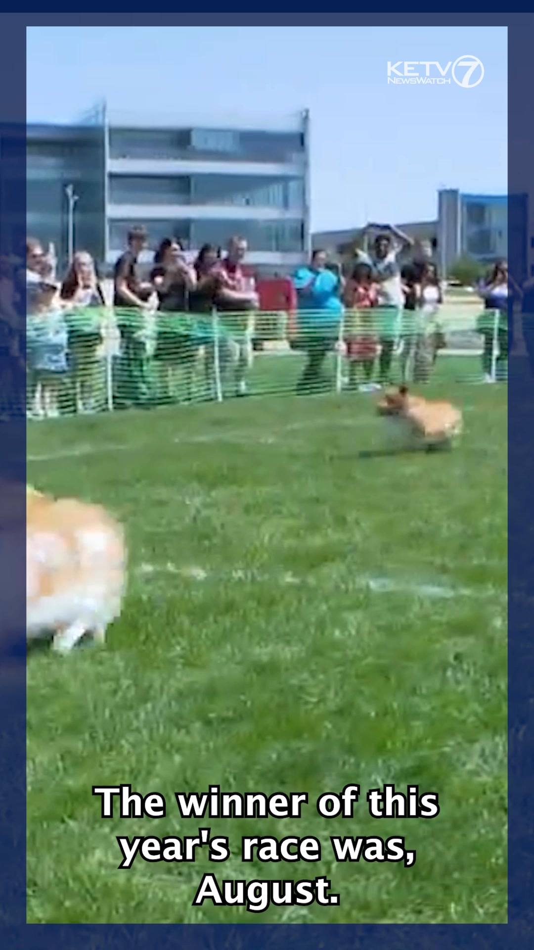 Furry racers recently hit the track during the annual corgi races, a ...