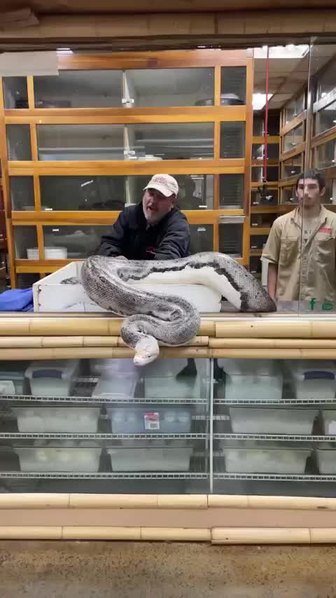 This 20ft python got me! 🐍 #video #animals #reptiles #python #snake # ...