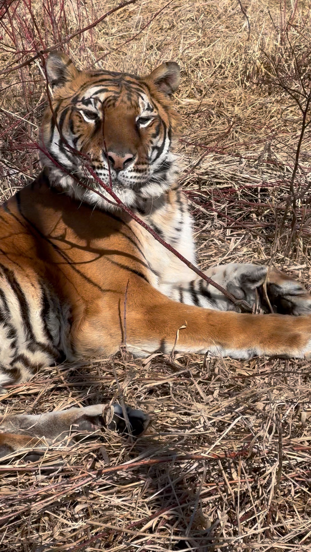 As much as we love Lucy, one of our 15 rescued tigers here at the ...