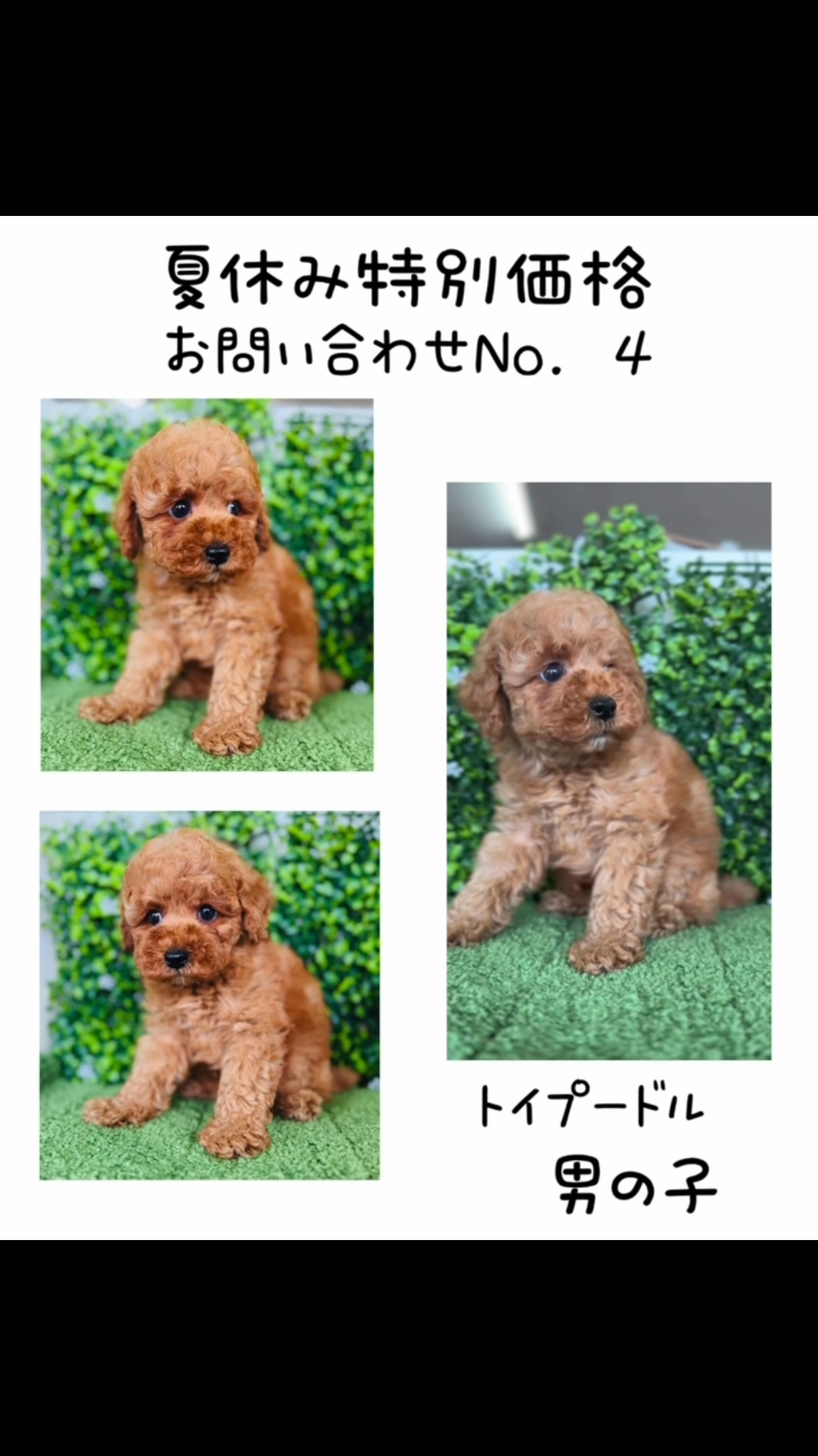 🌻夏休み特別価格🌻 ⁡ 犬種 トイプードル ⁡ 生年月日 2026.6.7産まれ