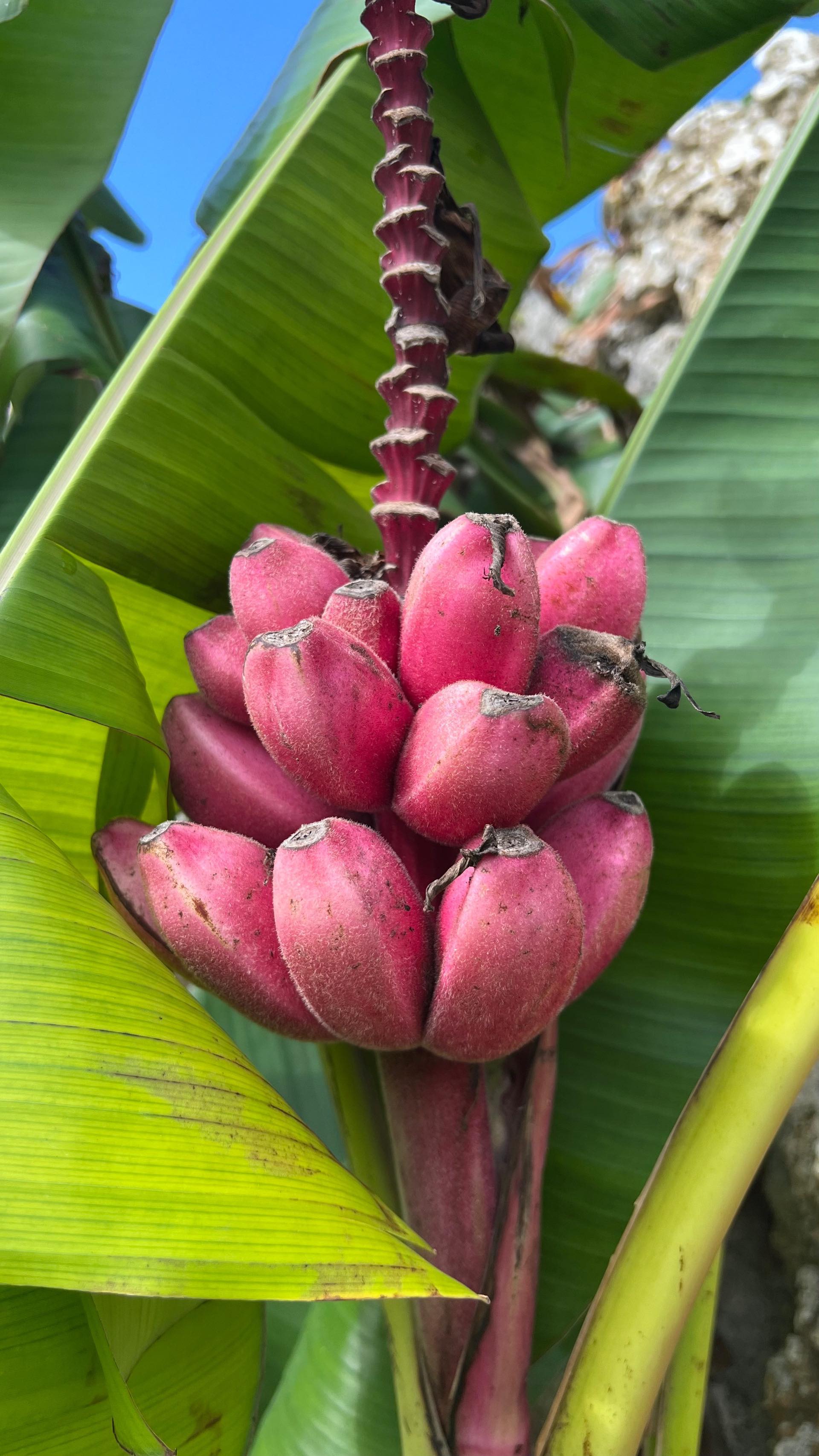 🥹🍌🐸💕 Pink seeded bananas available at miamifruit.org 🌈 *frog not ...