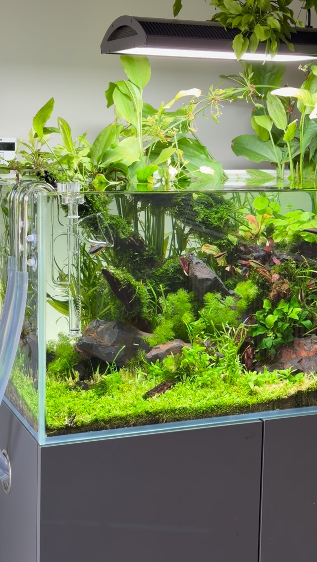 🌱 Shop entrance display 🌱 - The Aquascaper 900, 90x50x45cm