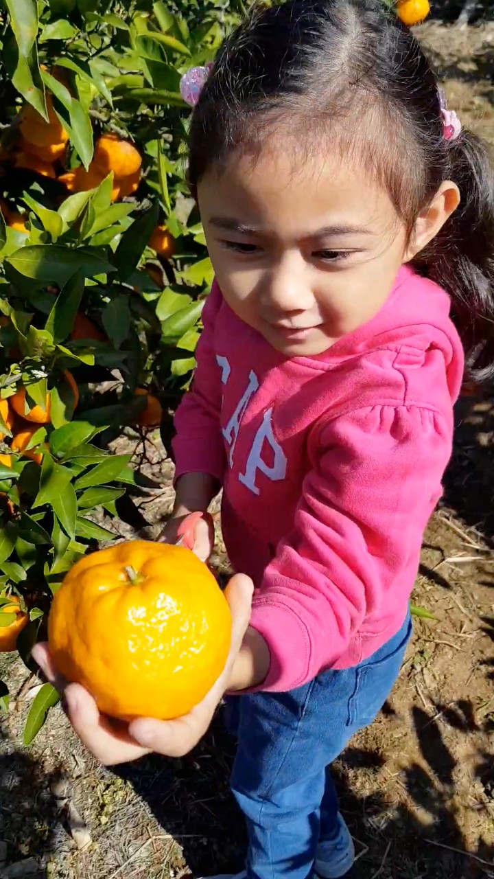 Looking for the freshest Japanese mikan oranges? Pick your own at