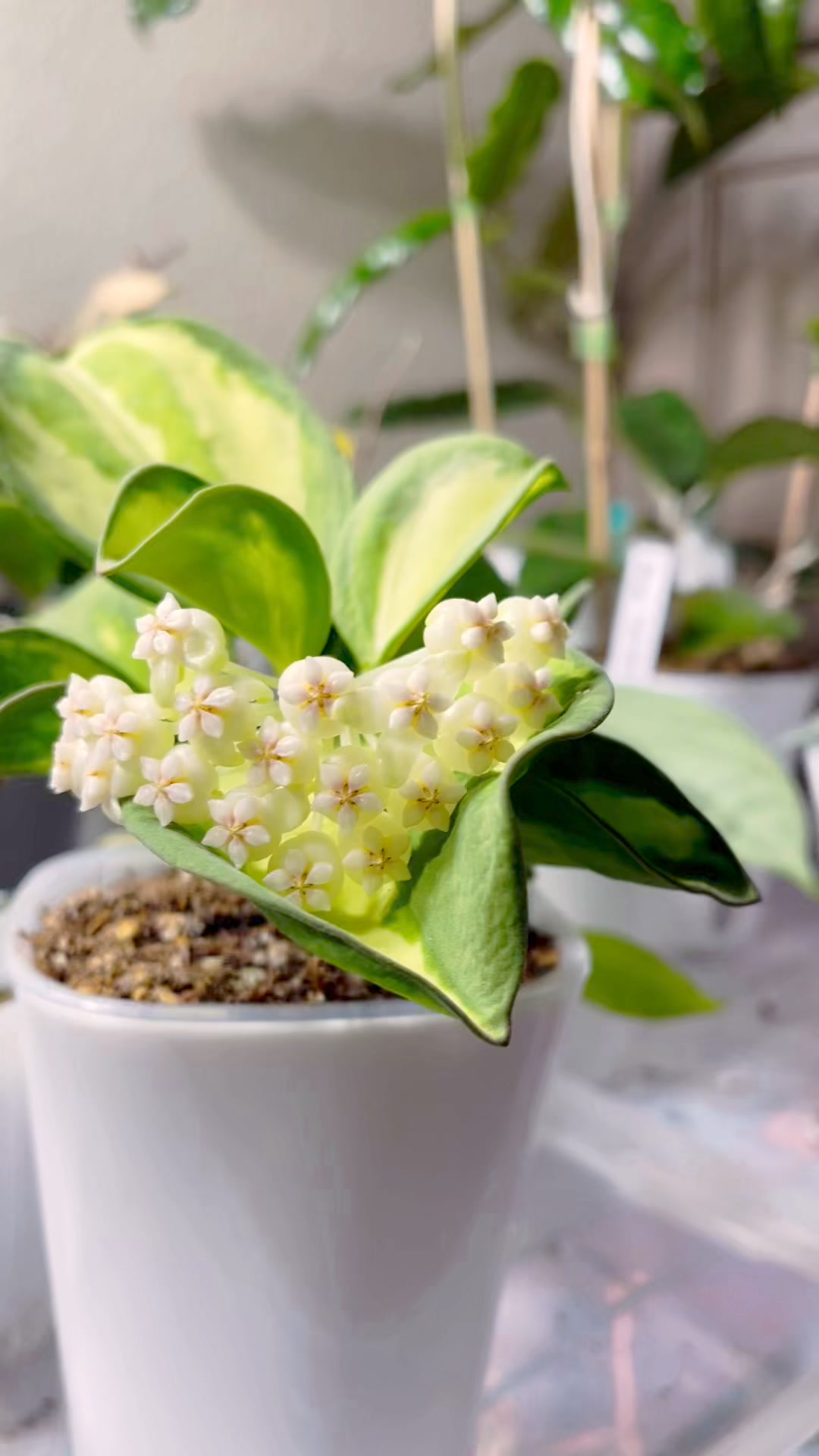 Hoya pachyclada inner variegated finally open