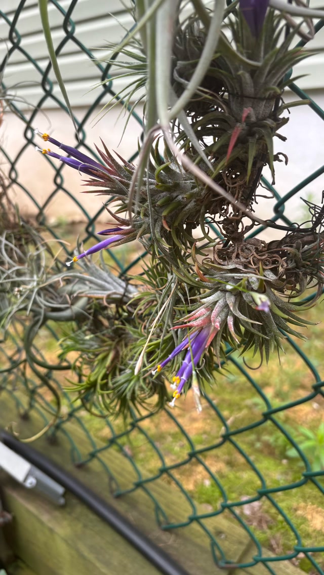 Tillandsia air plants in flower | Dave's Exotic Water Gardens