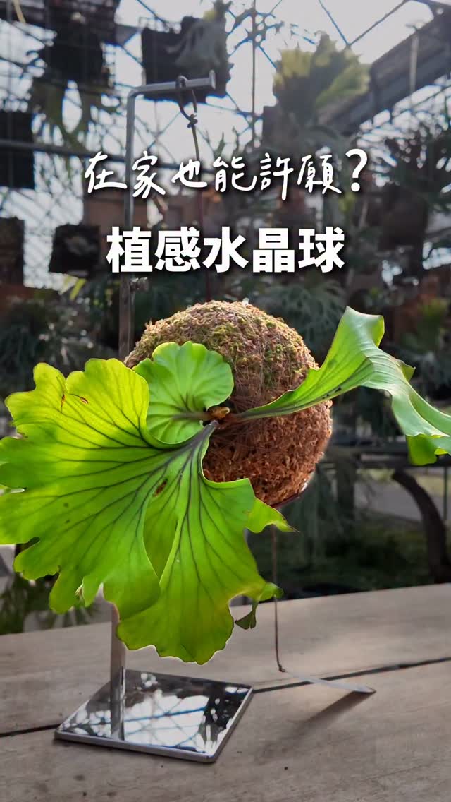 P.wilinckii cv.White boy ビカクシダ 晴花 P.willinckii White boy