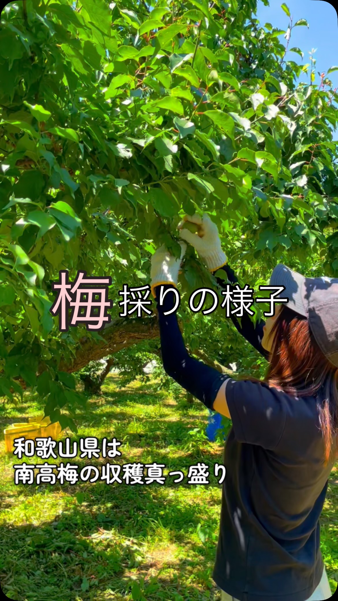 ミネラル南高梅(落ち梅)5kg 食品 そろそろ最終発送ミネラル南高梅(落ち梅)注文はコメントへ