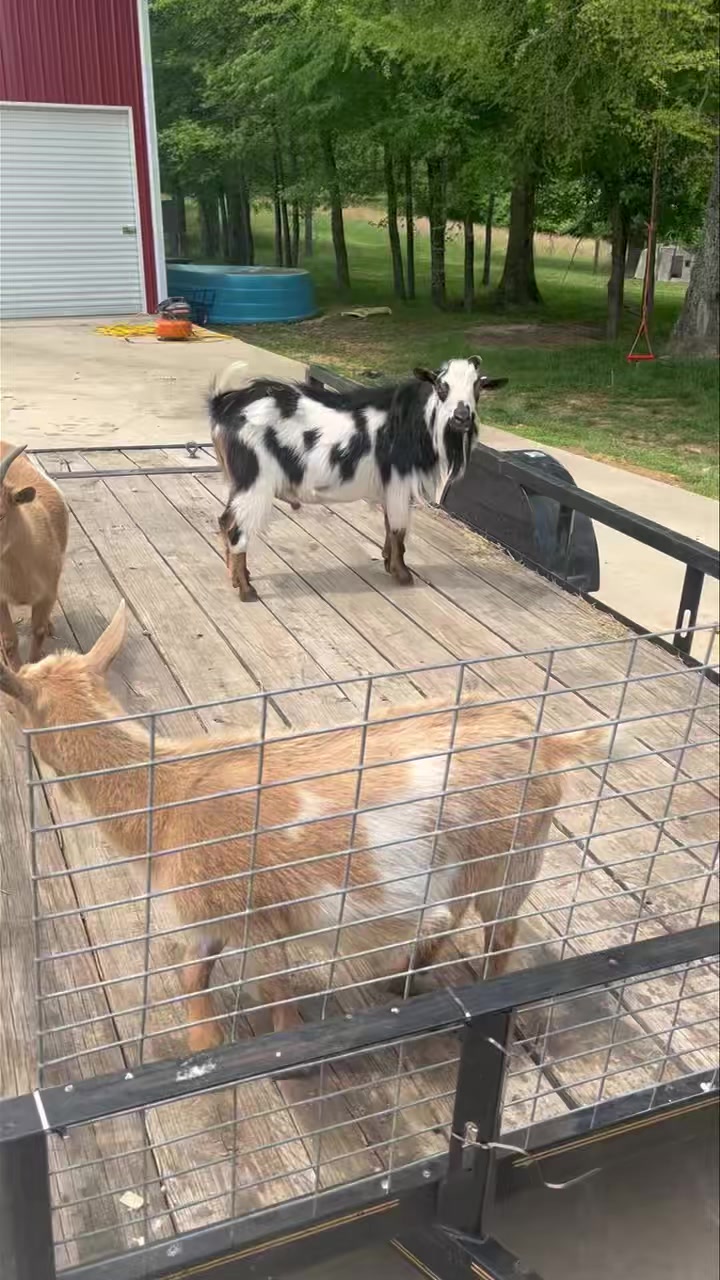 I guess the goats are jealous. They say if the monkeys get to go ...