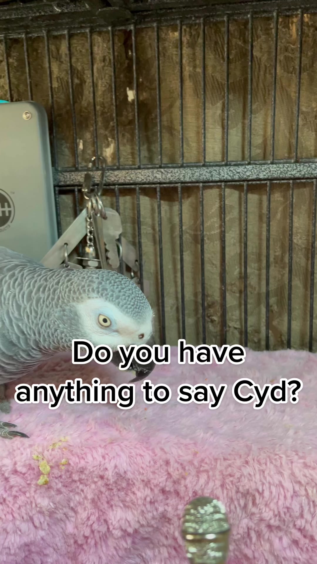 I am always surprised what comes out of Miss Cyd’s beak. #birds # ...