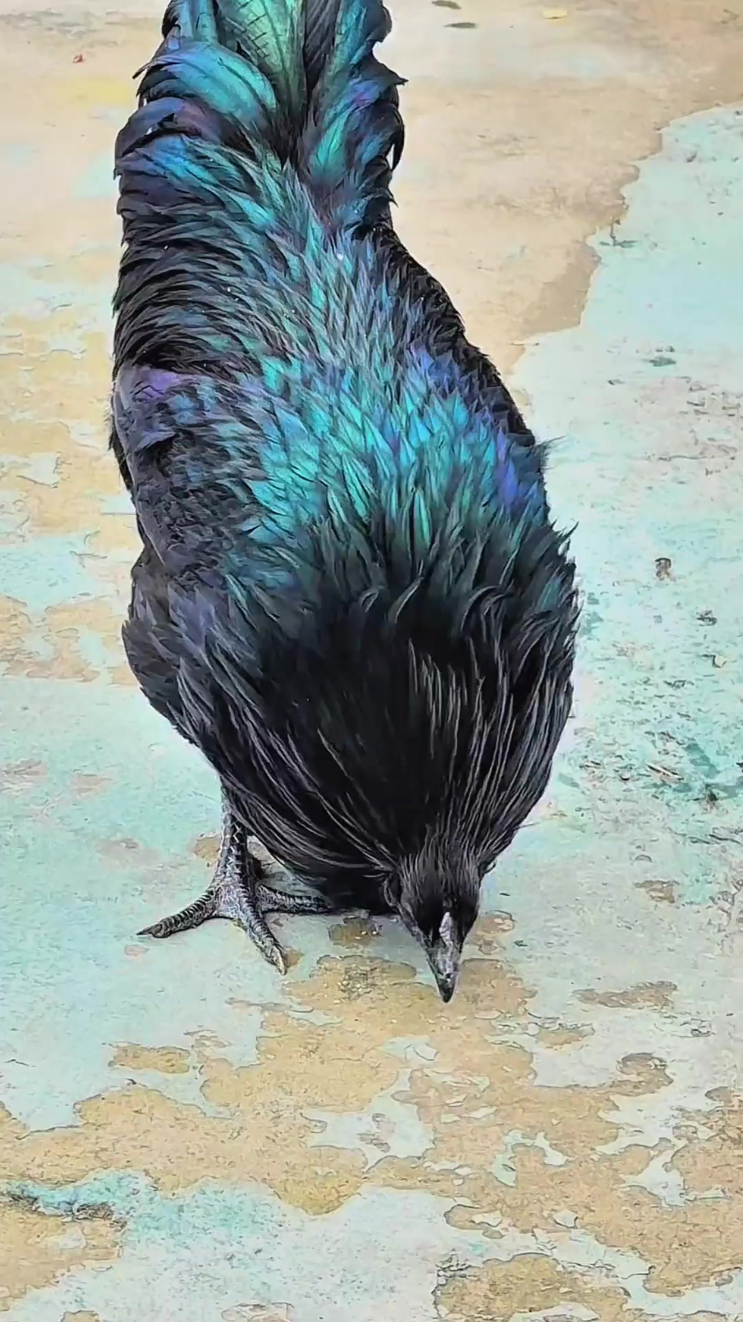 So amazing rooster | Birdlife | Facebook