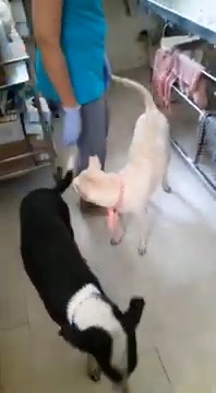 Watch: How Mumbaikars Came Together to Save Noorie, The Dog Who ...