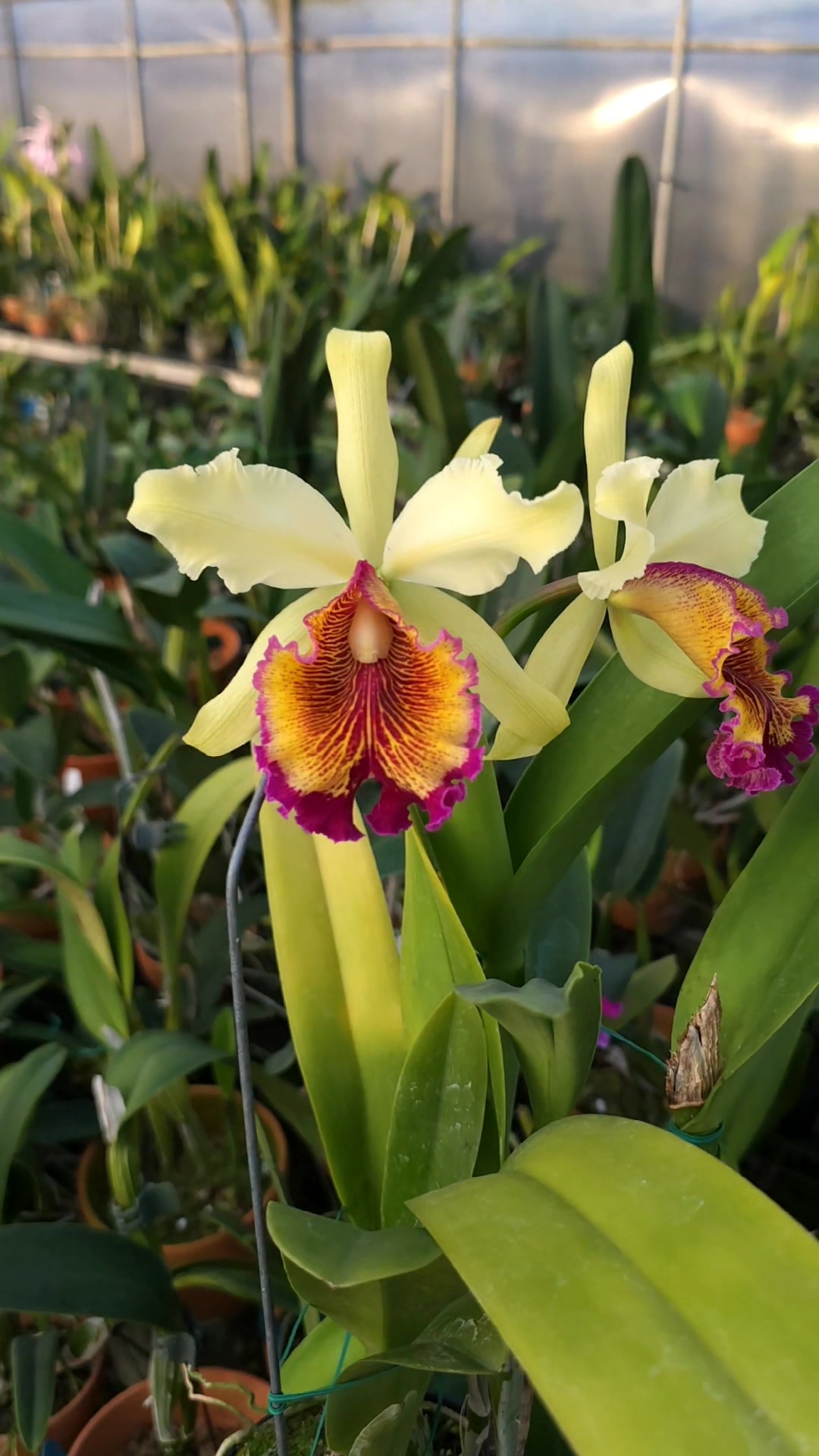 C.dowiana f. aurea 3N x self這批唇形和顏色都不差，是優秀育種