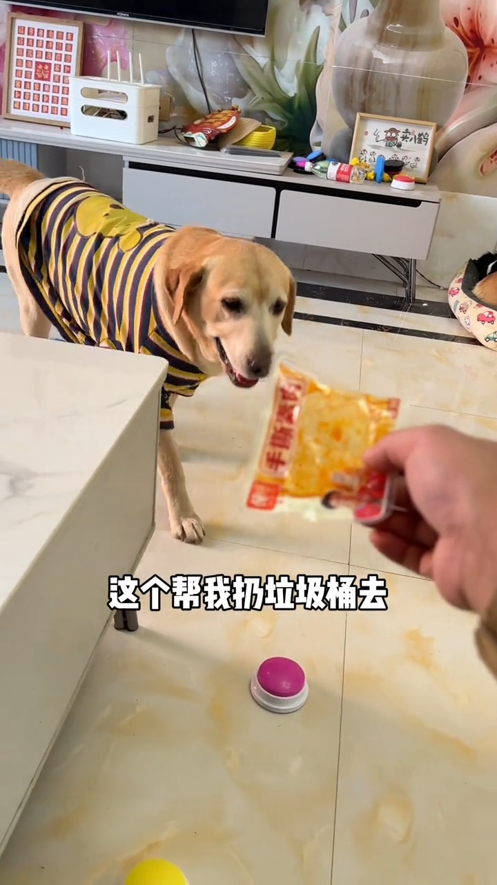 小皮同学干活真麻溜！ #养狗的乐趣 #狗 #狗狗 #拉布拉多 #拉布拉多小皮 #dog #doglover #viralpost # ...