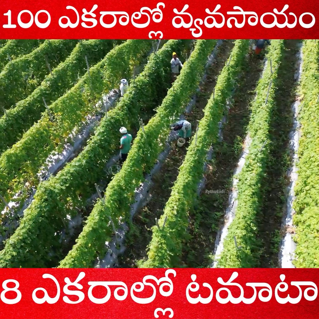 100 ఎకరాల్లో వ్యవసాయం 8 ఎకరాల్లో టమాటా #rythubadi #agriculture ...