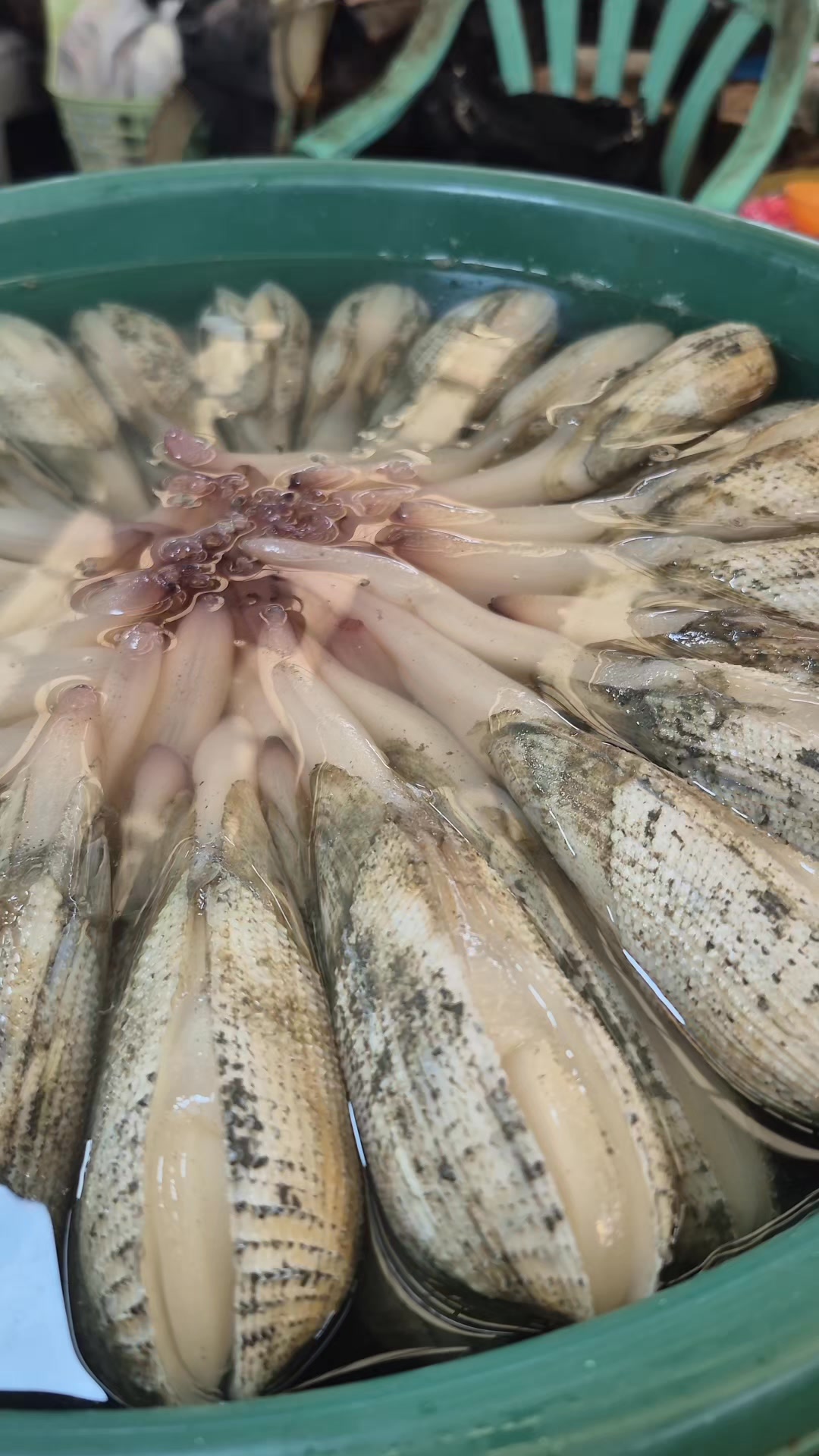 Rarest Shell in the world can be found in Capiz & Neg Occ #seafood # ...