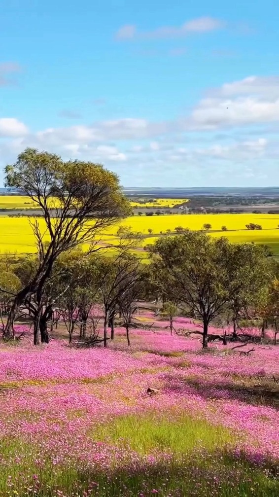 Endless pink blooms as far as the eye can see. Western Australia’s ...