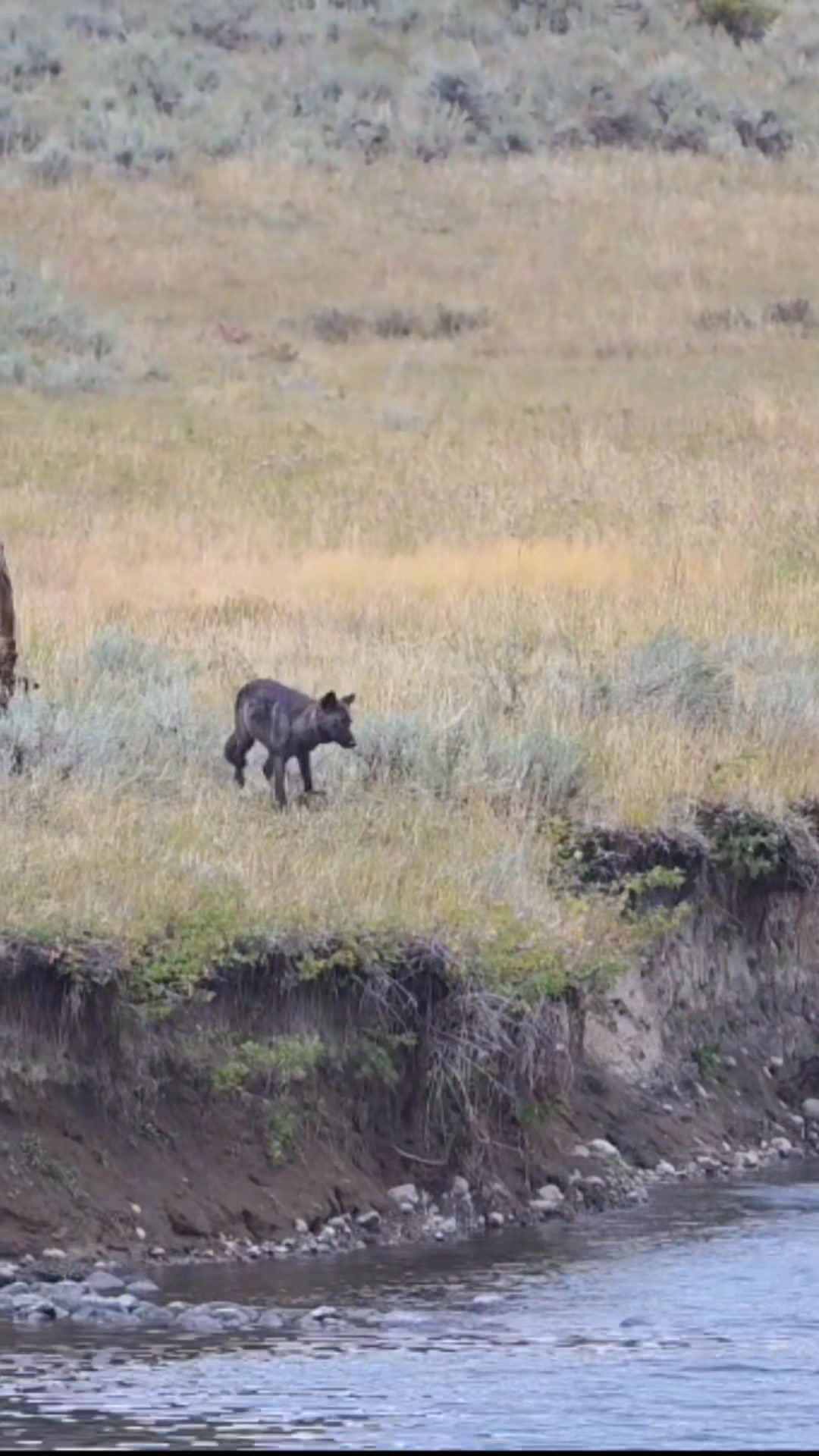 A black wolf in Yellowstone, a yearling from the Junction Butte Pack ...