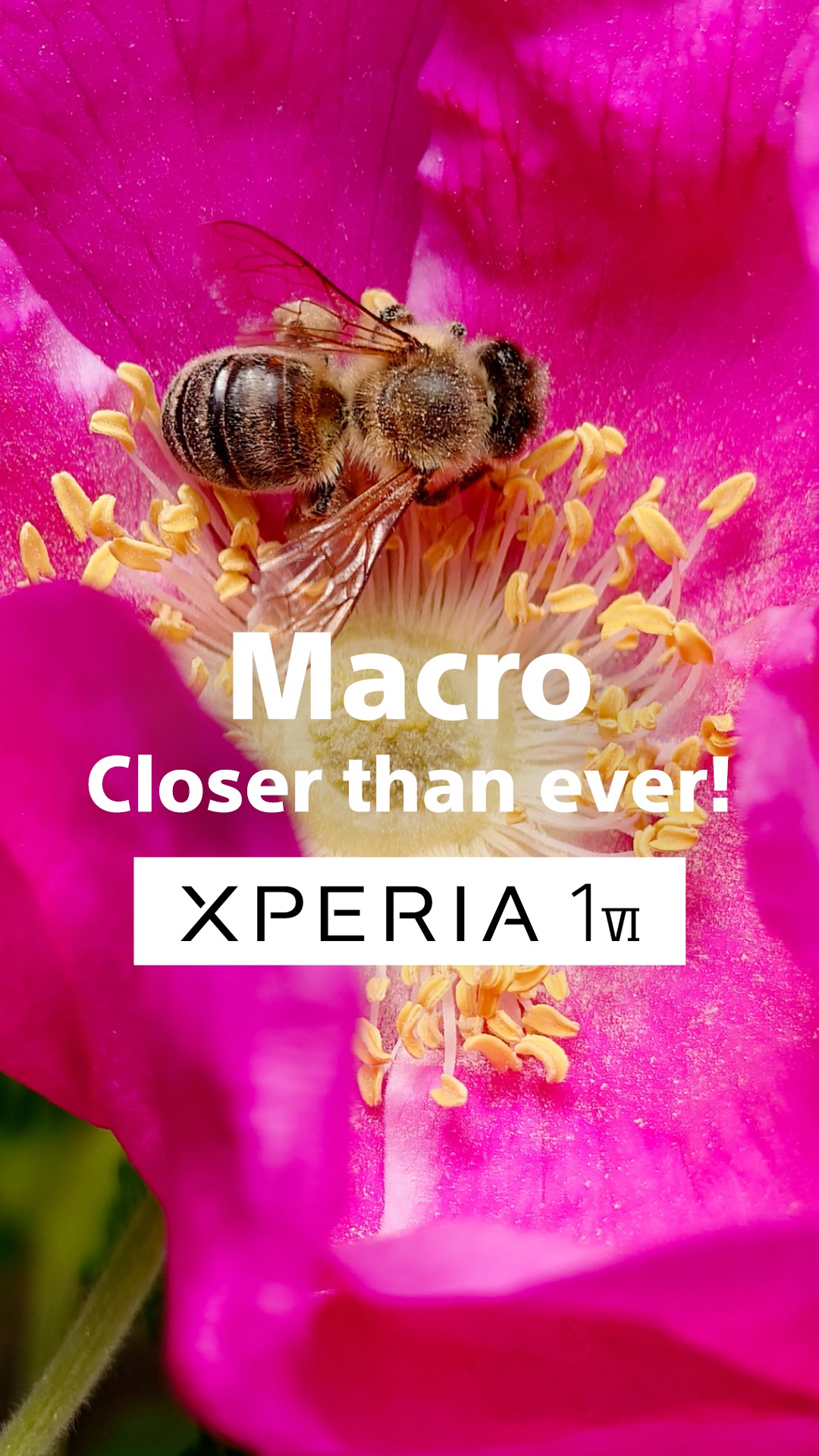 Go beyond the world as you know it with Xperia 1 VI. For a mesmerising ...