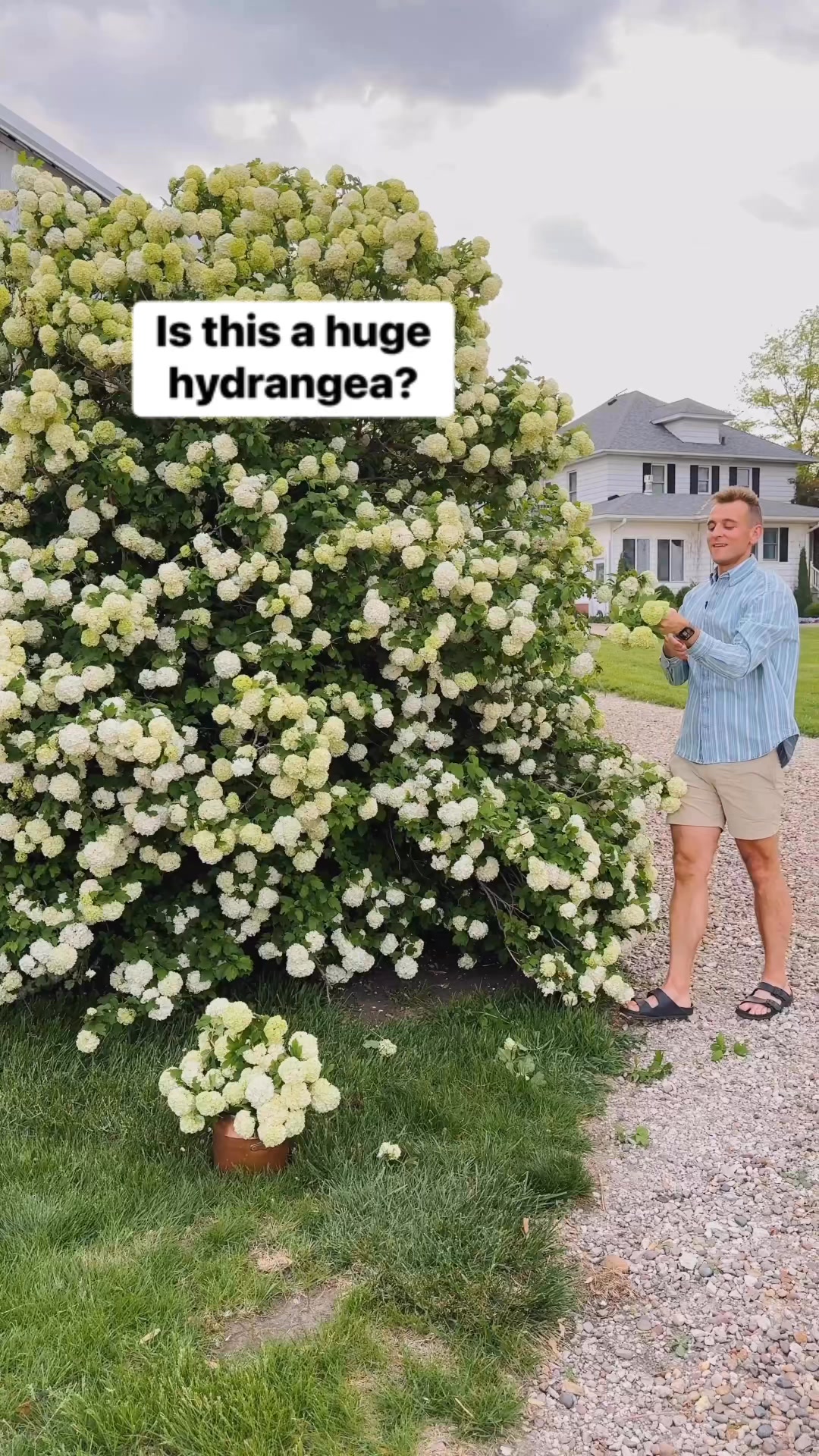 I love how large this Eastern Snowball Viburnum gets, and it’s one of ...