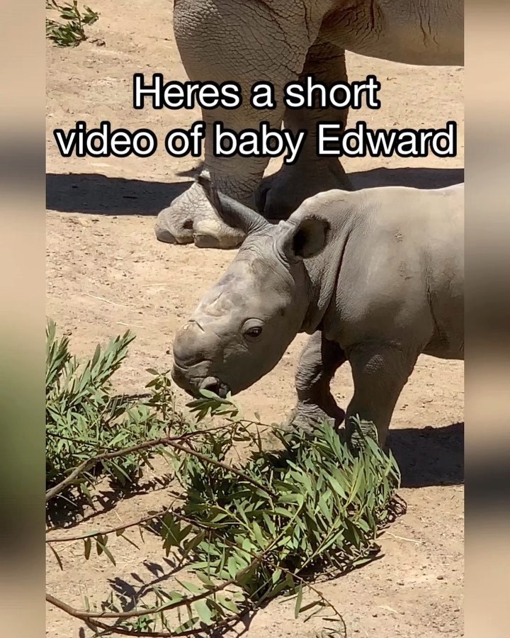 Did you know that the first white rhino calf in a US zoo was born