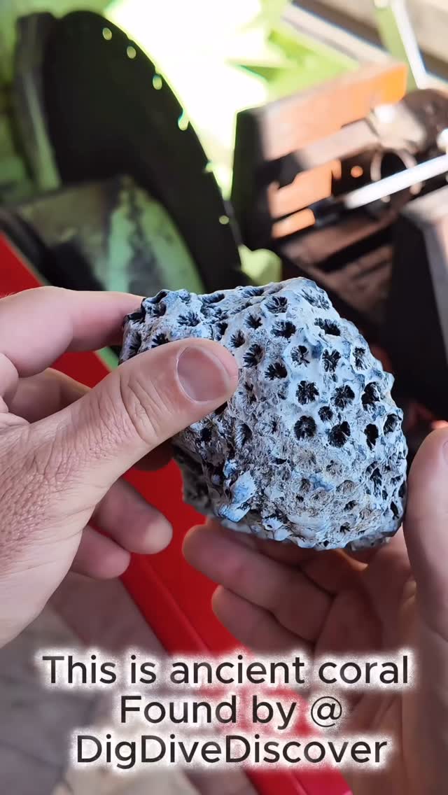Another fossil geode full of 20million year old mud. By popular demand ...