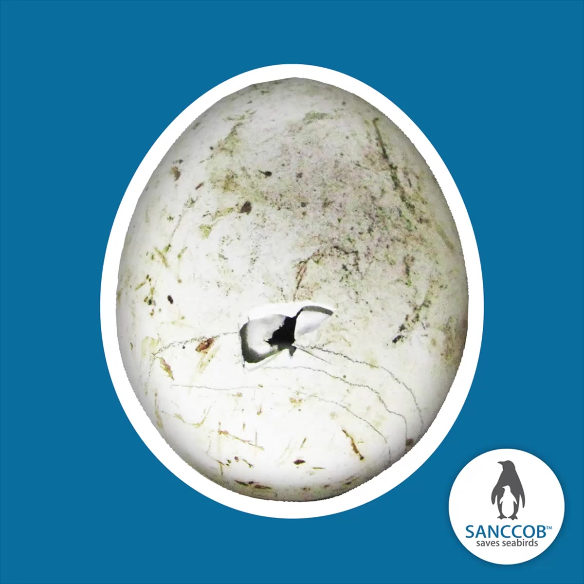 #Lockdown has its perks for #Africanpenguins in Simon’s Town. This is ...