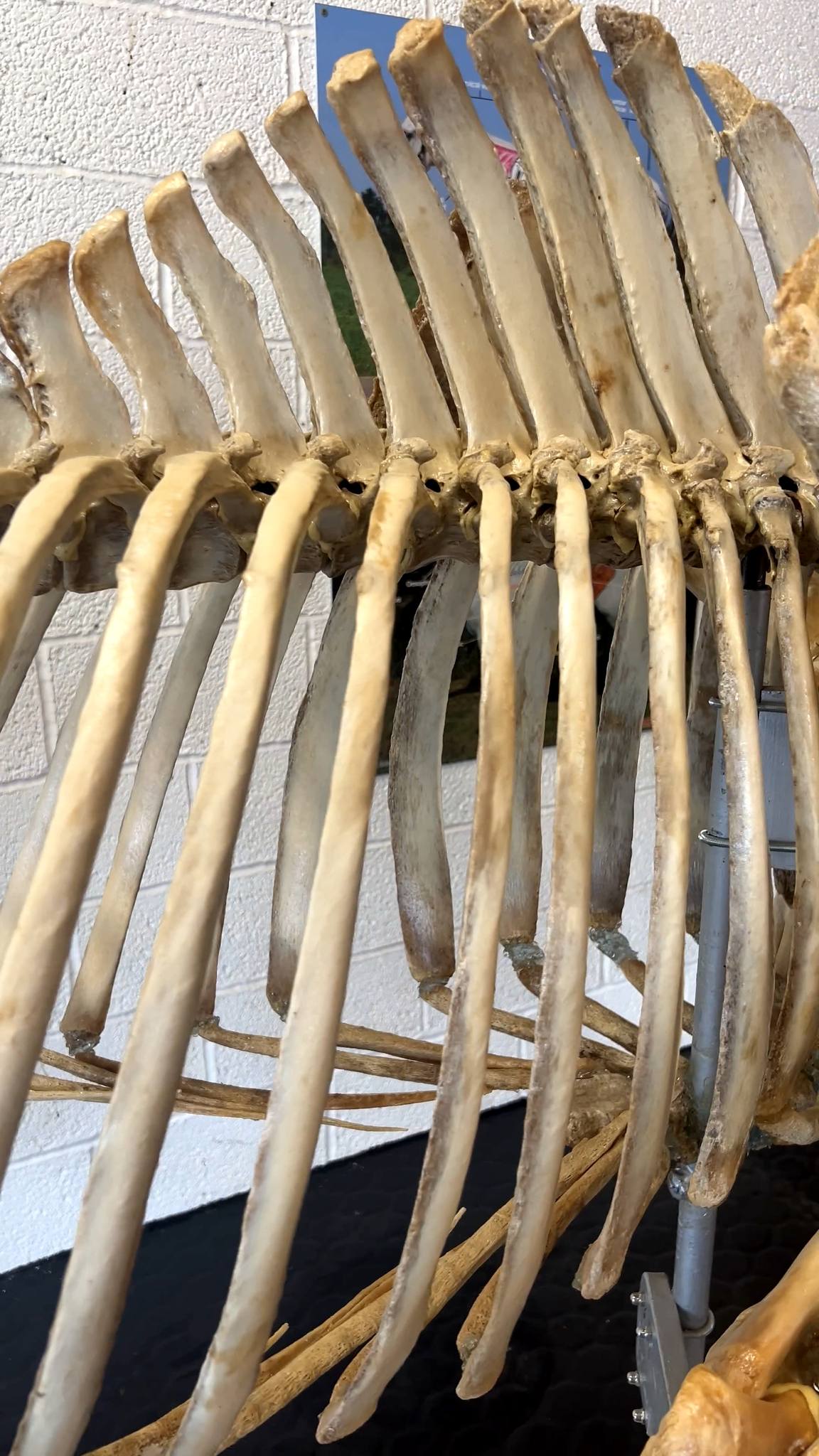 Did you know....The horse has 18 pairs of ribs - 10 false and 8 true ...