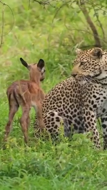 Animal Planet TV on Reels | Facebook